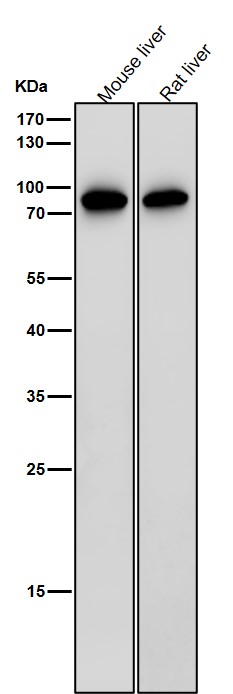 Rabbit Monoclonal to IL12B