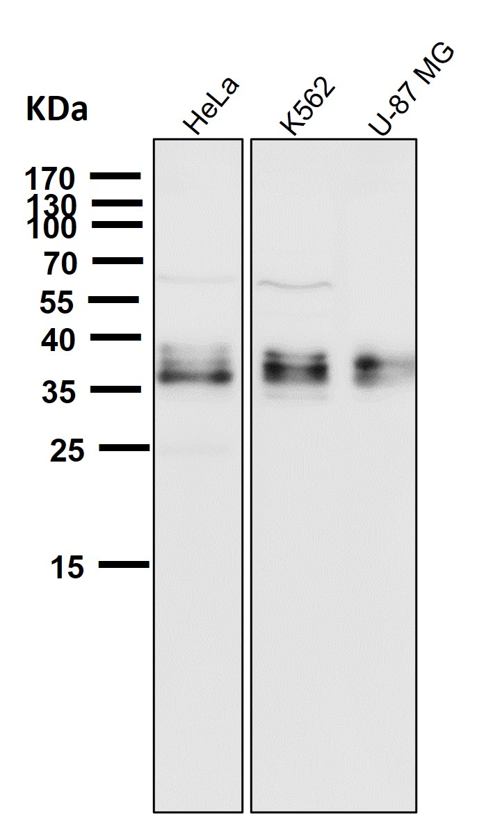 Rabbit Monoclonal to Gamma glutamyl hydrolase