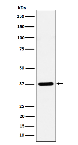 Syntaxin16