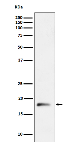 RPL26L1