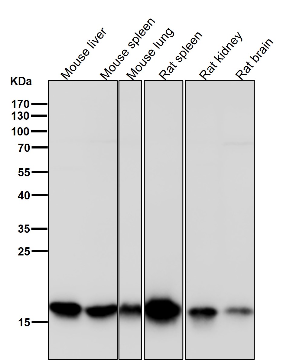 Rabbit Monoclonal to RPL26L1