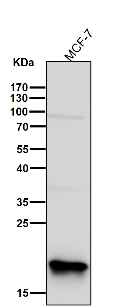 Rabbit Monoclonal to RPL26L1