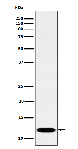 PCBD1