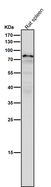 Rabbit Monoclonal to SCIN