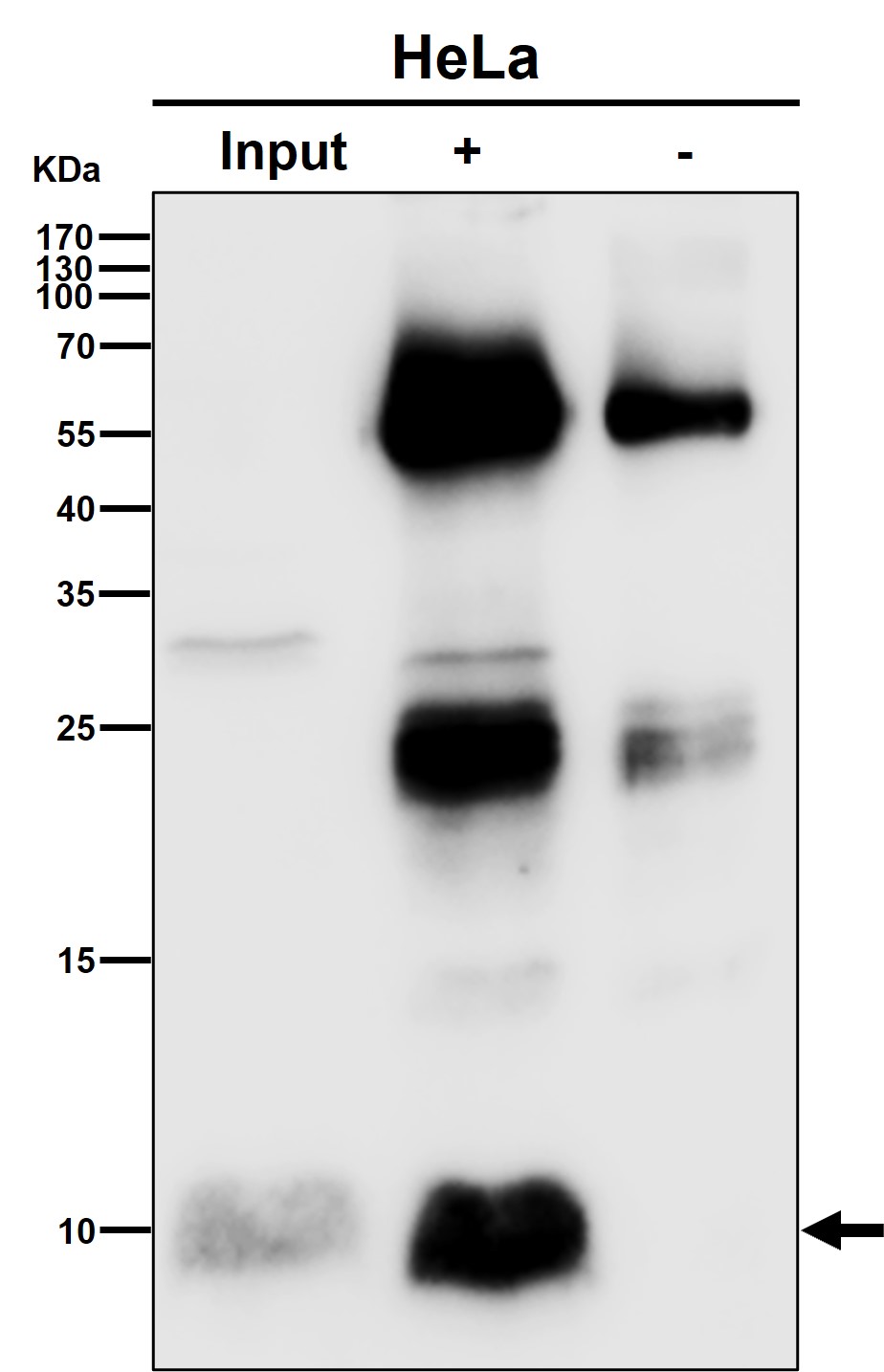 Rabbit Monoclonal to UFM1