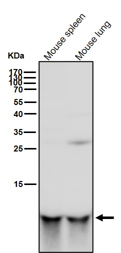 Rabbit Monoclonal to UFM1