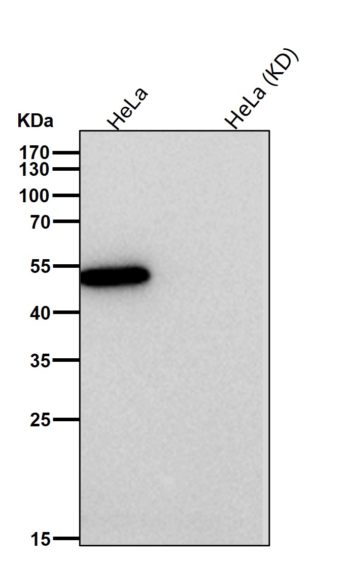 Rabbit Monoclonal to GRSF1