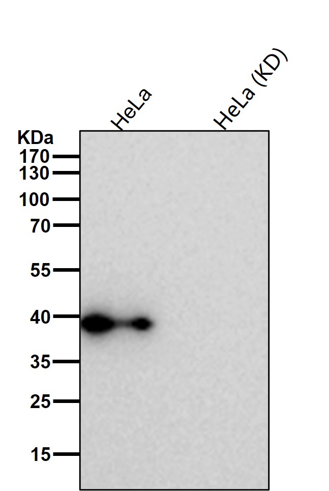 Rabbit Monoclonal to FDPS