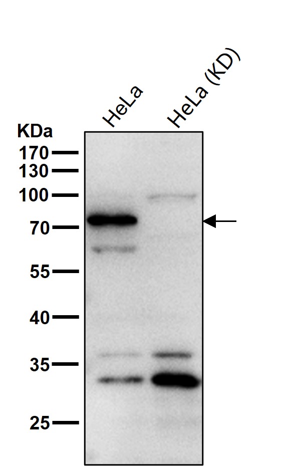 Rabbit Monoclonal to Cip4