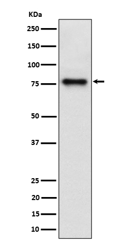 Cip4