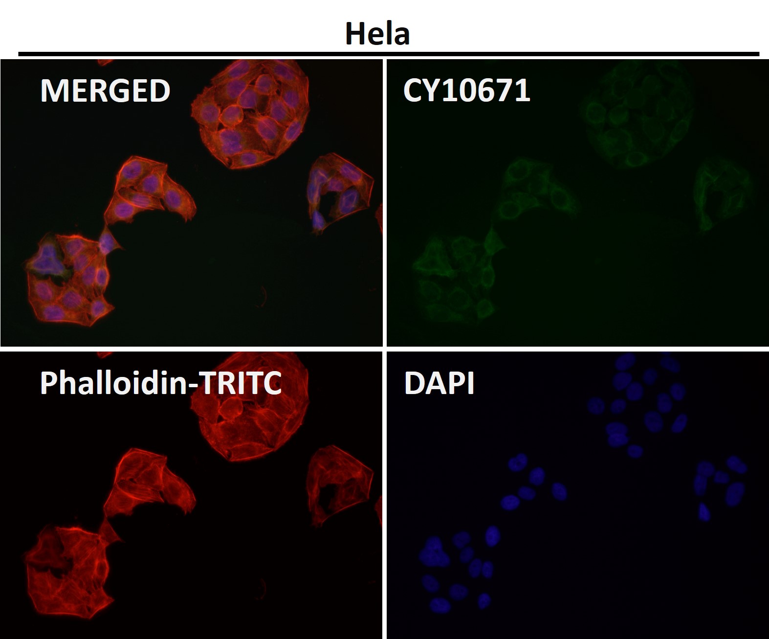 Rabbit Monoclonal to FDX1/ADX