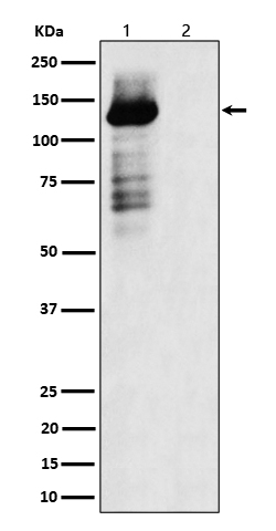 Phospho-TAOK1/2/3(S181+S181+S177)