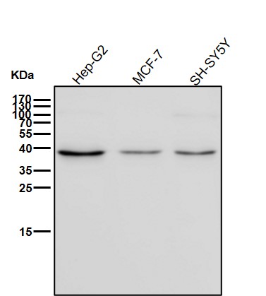 Rabbit Monoclonal to Wnt16