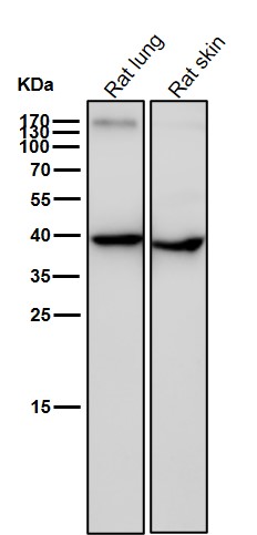 Rabbit Monoclonal to Wnt16