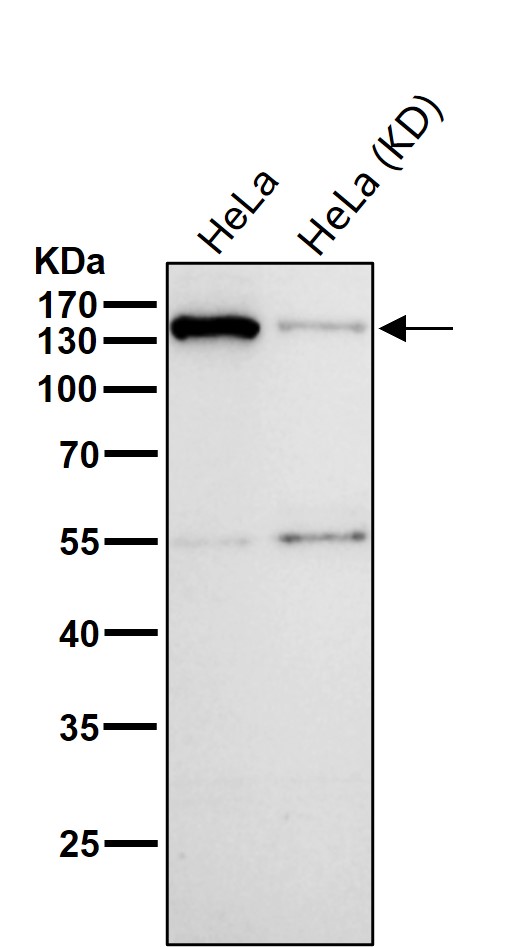 Rabbit Monoclonal to Importin9/RANBP9