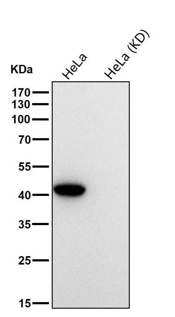 Rabbit Monoclonal to MVK