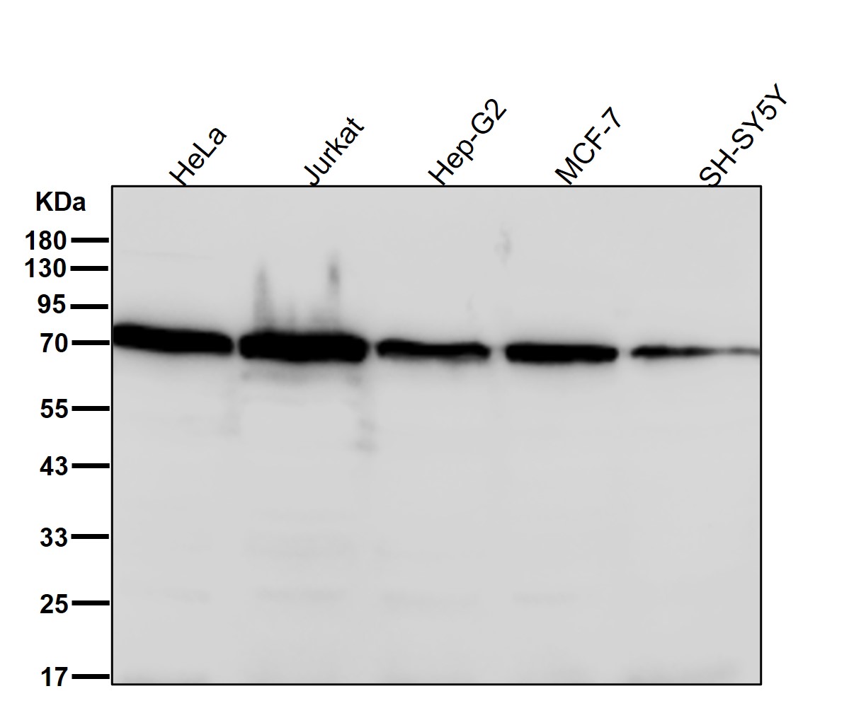 Rabbit Monoclonal to CTPsynthase/CTPS