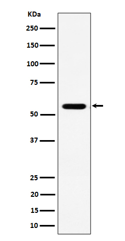 RNF14