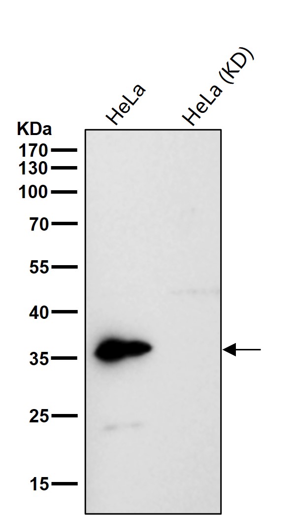 Rabbit Monoclonal to OXGR1/GPR99