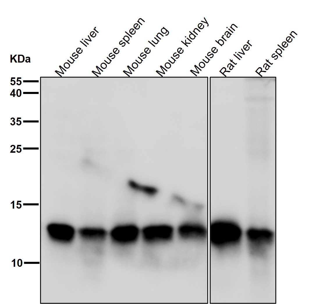 Rabbit Monoclonal to PIN4