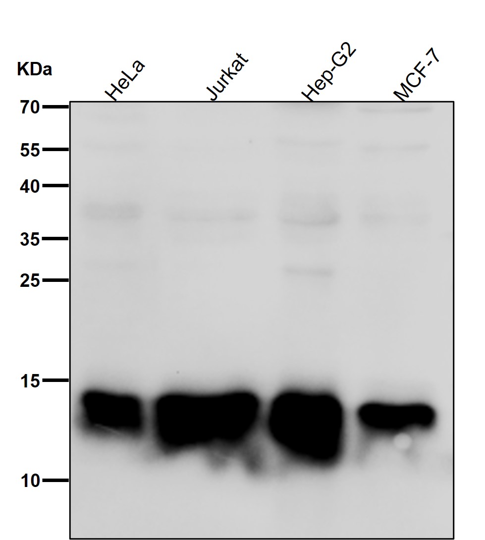 Rabbit Monoclonal to PIN4