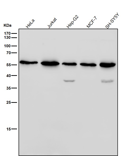 Rabbit Monoclonal to NUP50