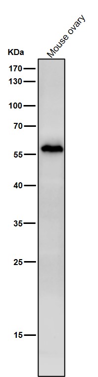 Rabbit Monoclonal to NUP50