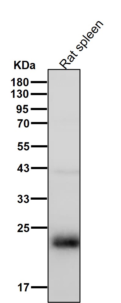 Rabbit Monoclonal to DNAJC12
