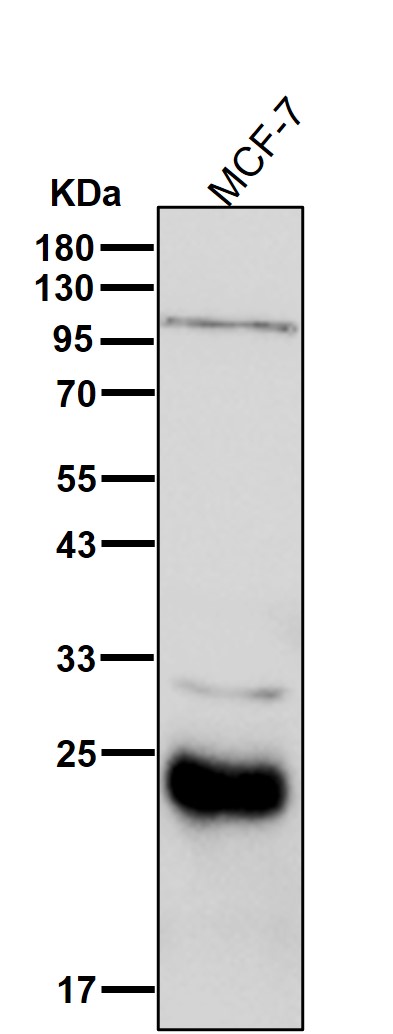 Rabbit Monoclonal to DNAJC12
