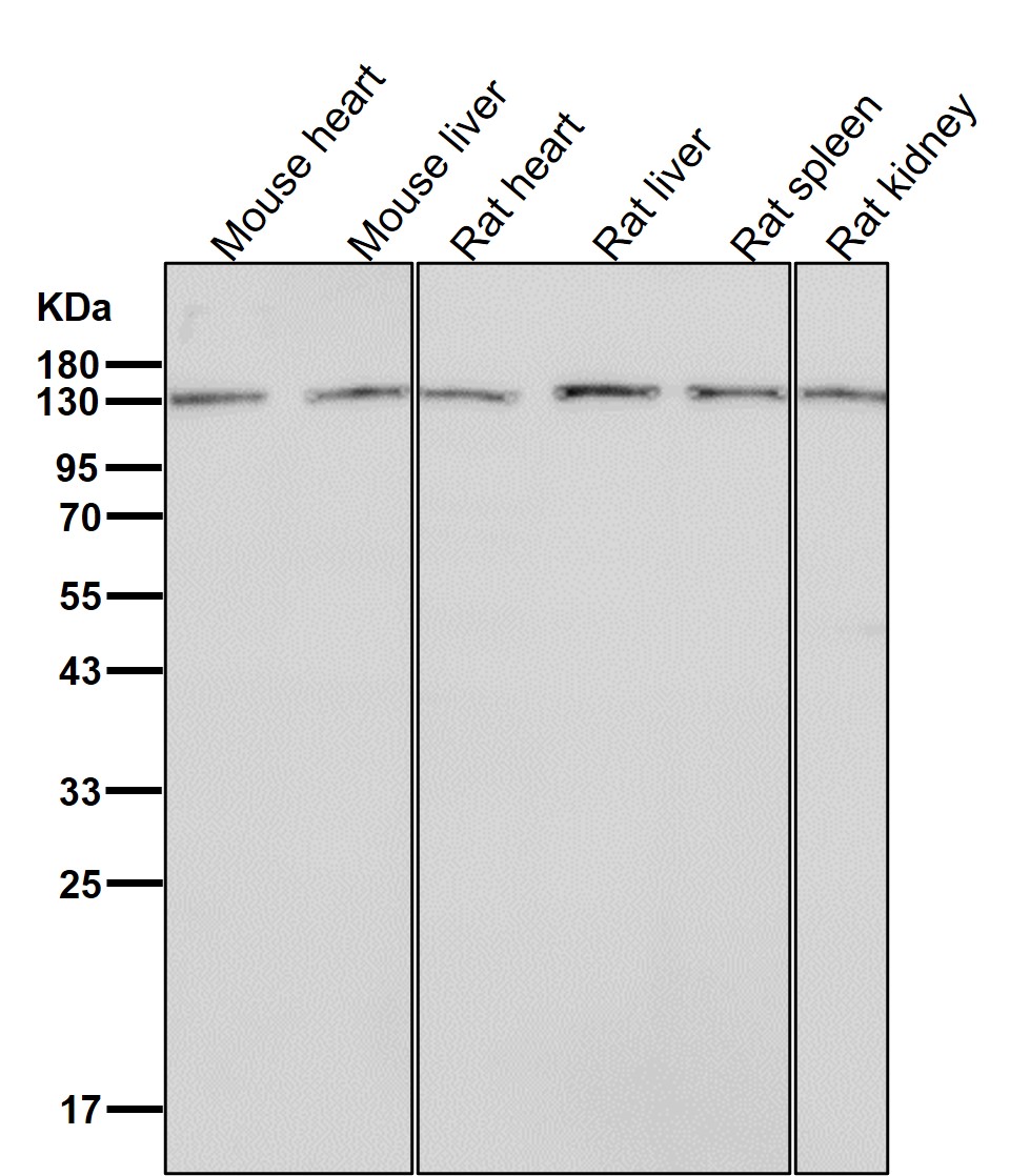 Rabbit Monoclonal to CYFIP1