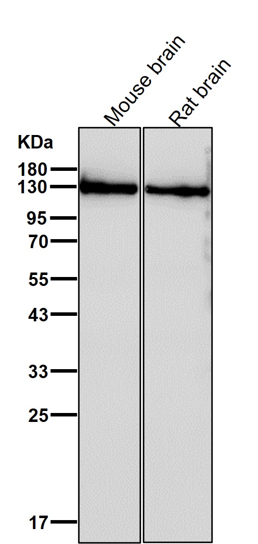 Rabbit Monoclonal to CYFIP1