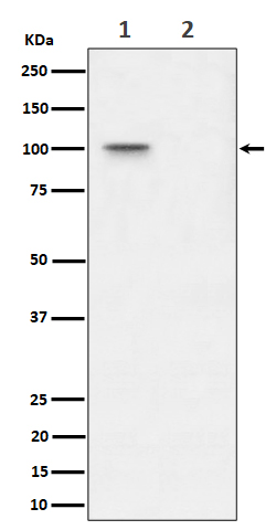 Phospho-Nucleolin(T76)