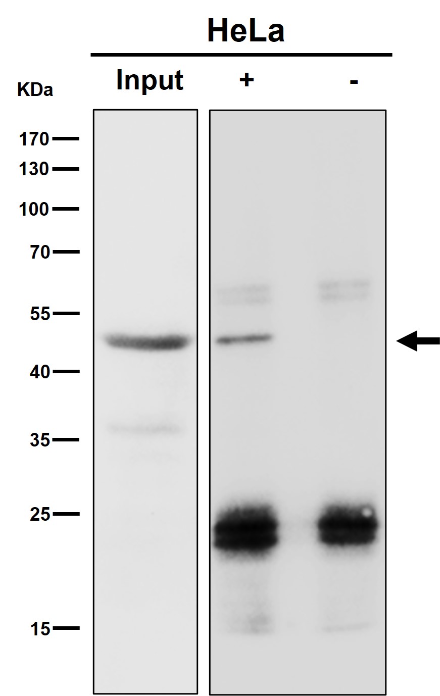 Rabbit Monoclonal to RBMXL2