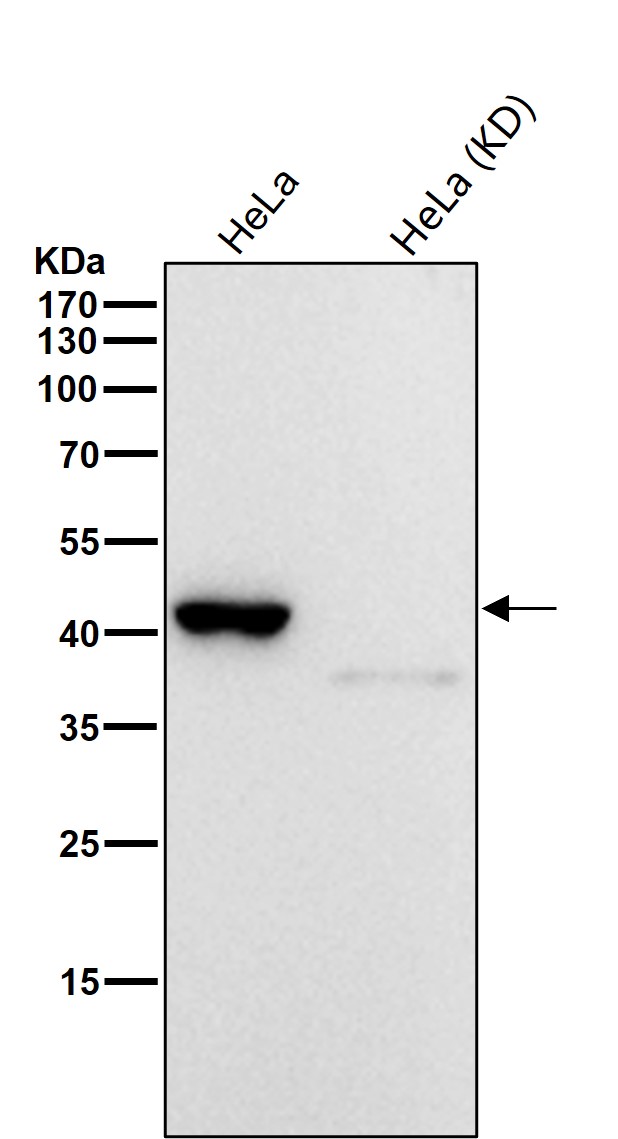 Rabbit Monoclonal to ITPK1