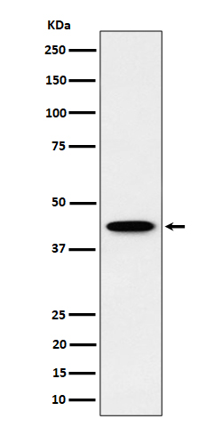 ITPK1