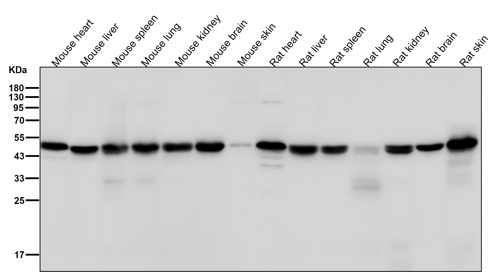 Rabbit Monoclonal to AdSS2
