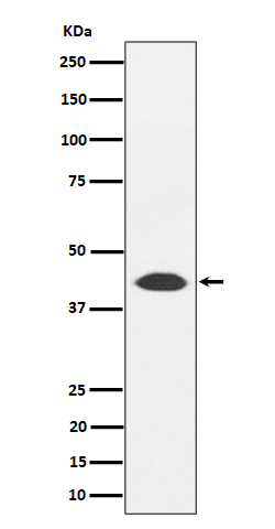 NUDT19