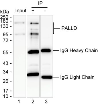 Mouse Monoclonal Antibody to PALLD