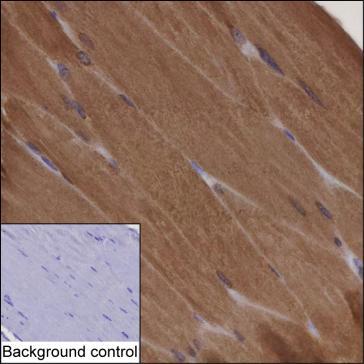 Mouse Monoclonal Antibody to PADI2