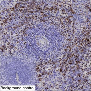 Mouse Monoclonal Antibody to RETN