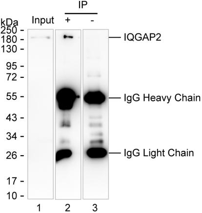 Mouse Monoclonal Antibody to IQGAP2