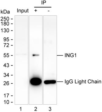 Mouse Monoclonal Antibody to ING1