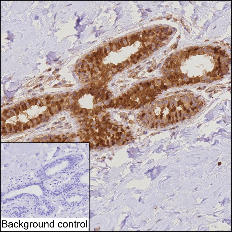 Mouse Monoclonal Antibody to PDCD4