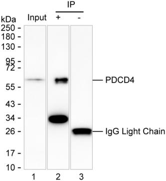 Mouse Monoclonal Antibody to PDCD4