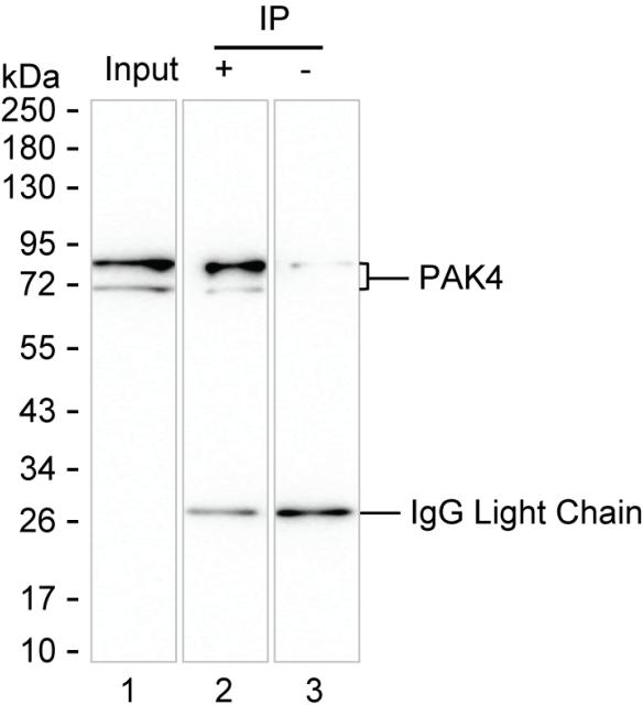 Mouse Monoclonal Antibody to PAK4