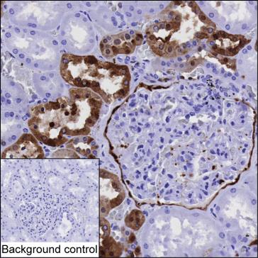 Mouse Monoclonal Antibody to ANXA3