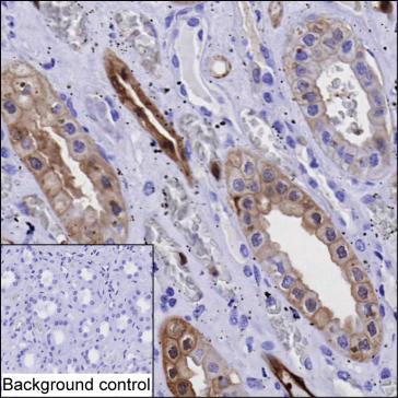 Mouse Monoclonal Antibody to ANXA3