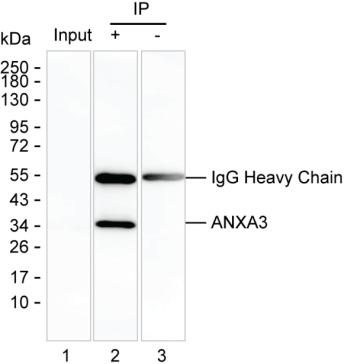 Mouse Monoclonal Antibody to ANXA3