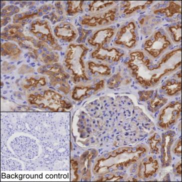 Mouse Monoclonal Antibody to MYO6