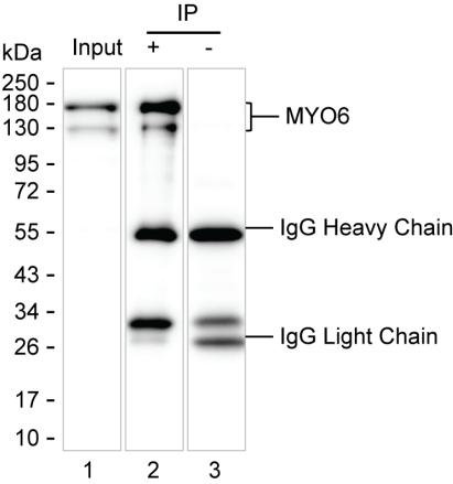 Mouse Monoclonal Antibody to MYO6